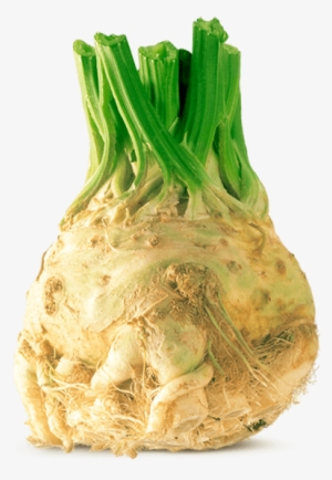 Root Celery Von Elo - Celeriac #1159049