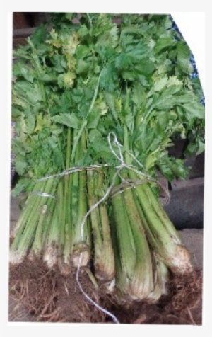 Celery Leaves/portion - Welsh Onion #1159080