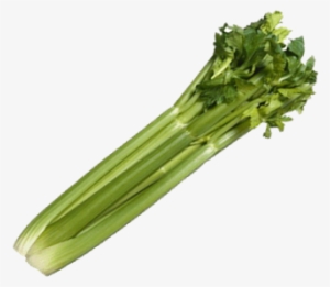 Celery Tall Utah Great Heirloom Vegetable Bulk Wholesale #1159099