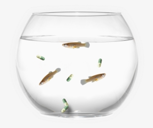 Fish Bowl - Chilled Out Fish #1159192 Fish Bowl - Chilled Out Fish #1159192