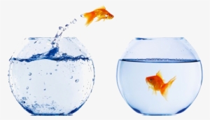 Goldfish In Bowl Png - Crosscall Shark V2 - 64 Mb - Schwarz - Ohne Sim-lock #1159217