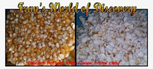 Popcorn Project - Corn Kernels #1159407