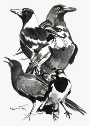Black And White Birdsnbg #1160844 Black And White Birdsnbg #1160844