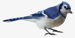 Blue Jay PNG, Transparent Blue Jay PNG Image Free Download - PNGkey