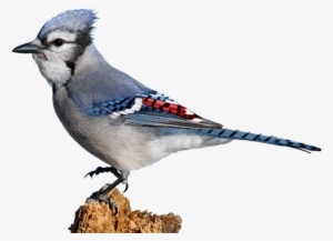 Blue And Red Jay #1162441