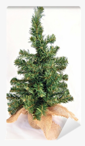 Christmas Tree #1162511