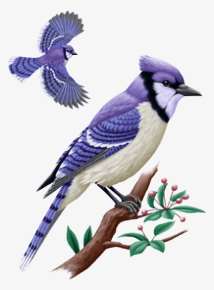 Blue Jay - Realistic Blue Jay Drawings Transparent PNG - 1017x786 - Free  Download on NicePNG