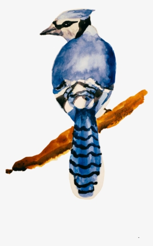The Blue Jay #1162794 The Blue Jay #1162794