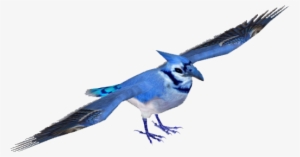 Bluejay Tamarahenson - Blue Jay #1162817