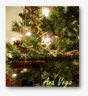 En La Antigüedad Se Conocía Como El Árbol De Yule, - Yule #1162871