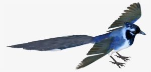 Black Throated Magpie Jay - Black-throated Magpie-jay #1162893