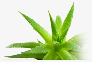 Aloe Vera And Ulcers - Aloe Vera Leaf Png #1165998