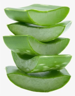 Aloe Vera - Aloe Vera Leaf Png #1166325