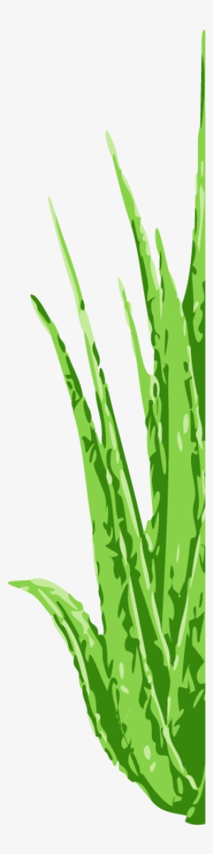 Eng - Swe - Logo Shampoo Aloe Vera #1166349