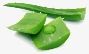 Aloe Png Pic #1166400 Aloe Png Pic #1166400