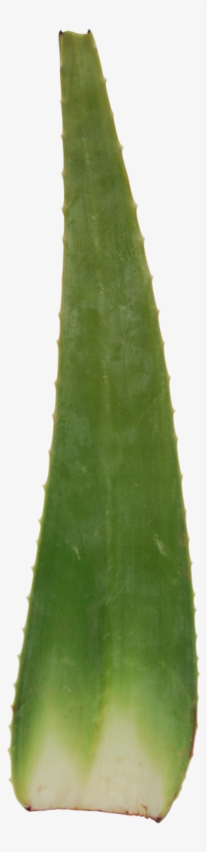 Leaves - Agave #1166484 Leaves - Agave #1166484