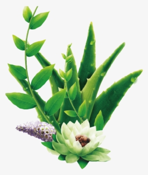 The Original Super Juice - Aloe Vera Png #1166737