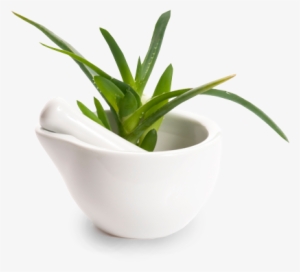 Aloe Vera Is A Plant That Maybe You Even Grow At Home - Aloe Vera #1166770