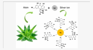The Chemistry Involved In The Synthesis Of Agnp Using - Aloe Vera Silver Nanoparticles #1167233