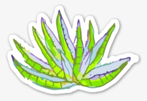 Aloe Vera Sticker - Aloe Vera #1167330