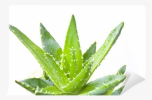 Sabila Verde #1167645