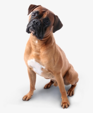 Boxer Dog Transparent Background #1169114