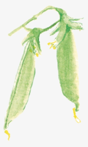 豌豆peas - Yellow Iris #1169228