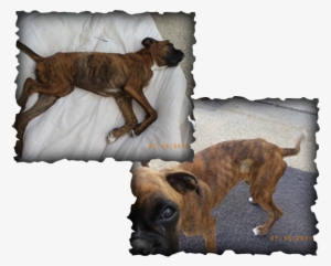 Picture - Boxer Jkd #1169650
