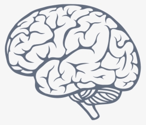 Simple Brain Drawing At Getdrawings - Brain Png #1169870