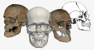 Once Obtained The 3d Model, - Skull #1172752