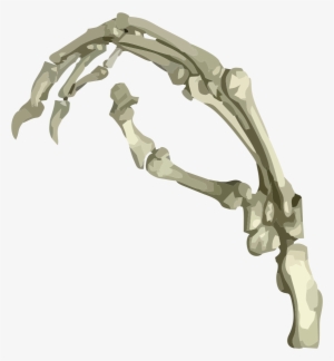 Morphosource - Wood #1173016