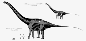 Amphicoelias Skeletal Reconstructions By - Amphicoelias Skeleton #1173074