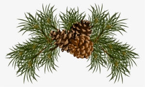 Фото, Автор Хан Надежда На Яндекс - Pine Cones Clip Art #1173633