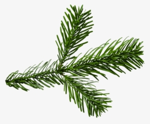 Png Pine Branch - Two Needle Pinyon Pine #1173661