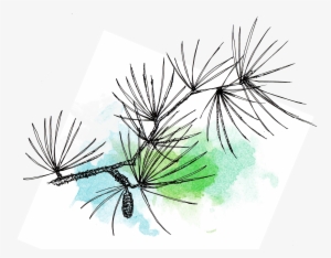 Traditional Art - Pond Pine #1173838