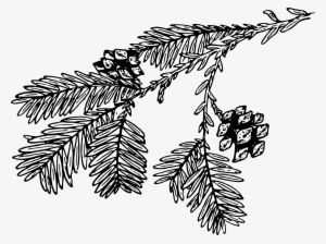 Transparent Download Big Image Png - Pine Branch Black And White Png #1173863