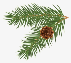 Pinus Taeda Conifer Cone Branch Tree Clip Art - Fir Tree Branch Vector #1174003 Pinus Taeda Conifer Cone Branch Tree Clip Art - Fir Tree Branch Vector #1174003