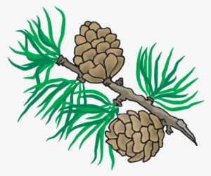 Cone - Autumn #1174020