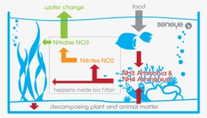 Seneye New Tank Syndrome And Bacteria Cycling In New - Aquarium Bacteria #1174066