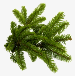 Pine Needles Png #1174156