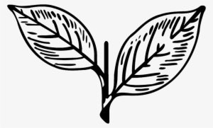 Aiadmk Two Leaves - Admk Symbol #1176658