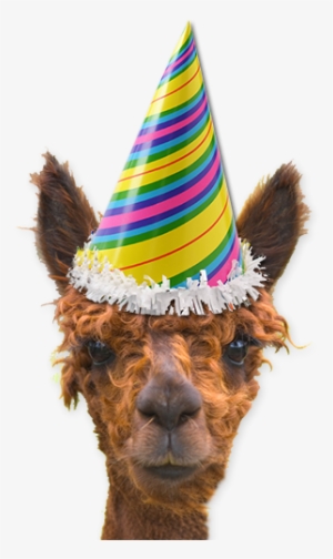Fl Party Hat - Llama With A Party Hat #1176841