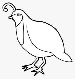 Quail Outline Hi 570×597 Pixels Food Png, Partridge - Quail Outline #1176877