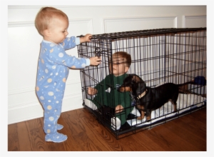A Puppy In A Crate Never Gets Into The Habit Of Destroying - Toddler #1177676
