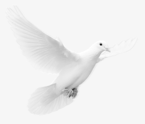 Svg Royalty Free Put A Bird On It Lovedisciple - Dove Png #1178670