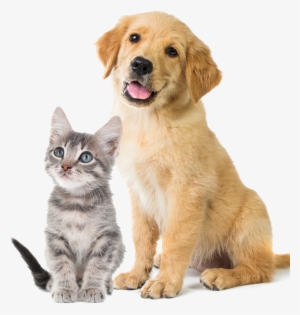 Mercy Pet Clinic - Dog Reindeer Costume #1178748