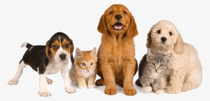 Pet Friendly Drug Rehab - Transparent Dog And Cat #1179029