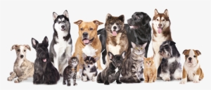 We Love Your Pets - Spca Dogs And Cats #1179102
