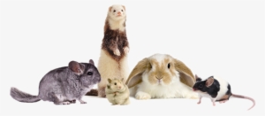 Hamster-gerbil - B.v.e. Luxury Organic Anti Aging Night Cream - #1179330