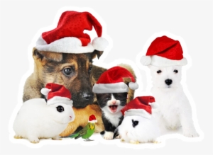 Xmaspets - Holiday Dogs And Cats #1179703